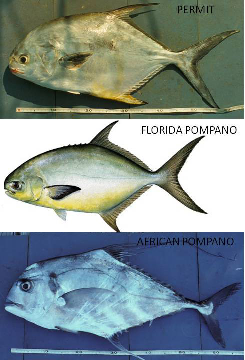 permit pompano photos