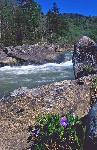 Flower in bloom near river.