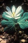 Blood root flower in bloom