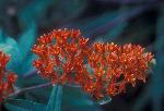 The orange bloom of Butterfly Milkweed