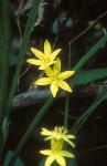 Small yellow flower in bloom