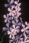 Blue Phlox