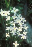 Small cluster of Bluets in bloom