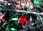 Bring red flowers of the Fire Pink