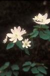 Small white flowers of the Rue-anemone in bloom