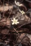 Small white blooms of Spring Beauty