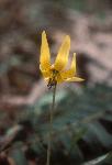 Yellow flower of the Trout-lily
