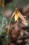 Trout-lily in bloom