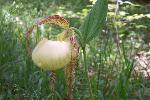 Kentucky Lady's Slipper