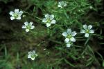 Small white flower in bloom