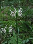 Small white orchid in bloom