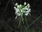Blooms of the White fringless orchid