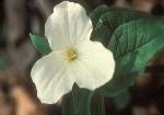 White bloom of the Snow Trillium