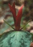 Deep red bloom of the Sessile Trillium