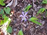 The Dwarf Crested Iris blooms in the forest floor