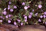 Cumberland rosemary
