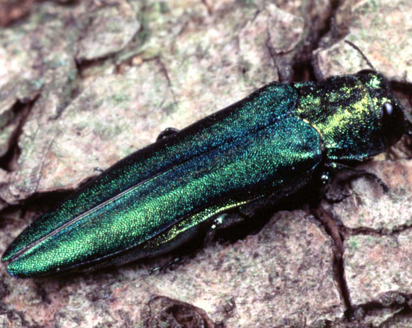 emeraldashborer2