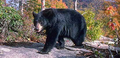 Black bear is one of the many species of wildlife found in Big South Fork.