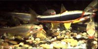 Black side dace, a federally listed threatened species