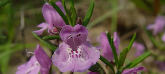 Cumberland rosemary is listed as a threatened and endangered species.