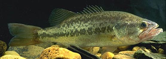 Largemouth bass are one of many popular game species found in Big South Fork.