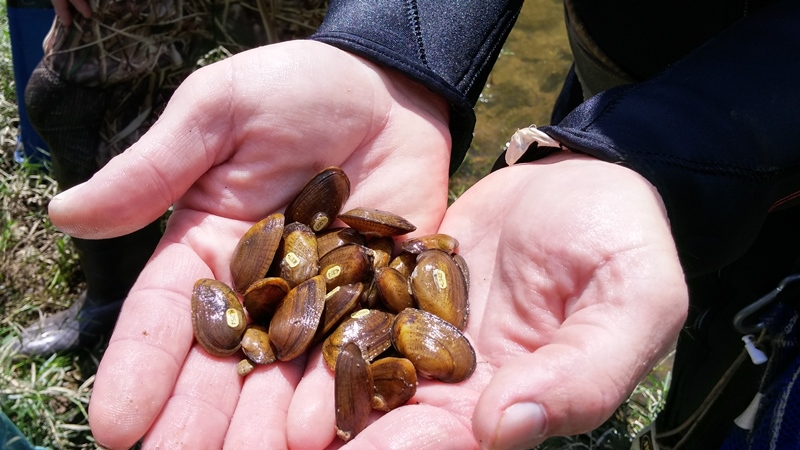 several freshwater mussels in hand
