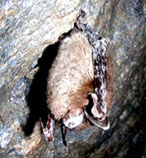 WNS-infected Bat
