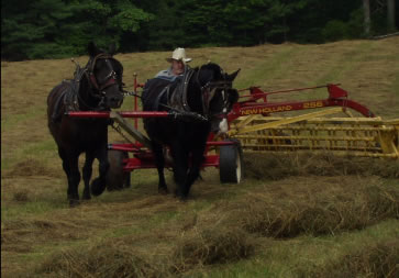 Wally Linder driving mule team to rake hay in field
