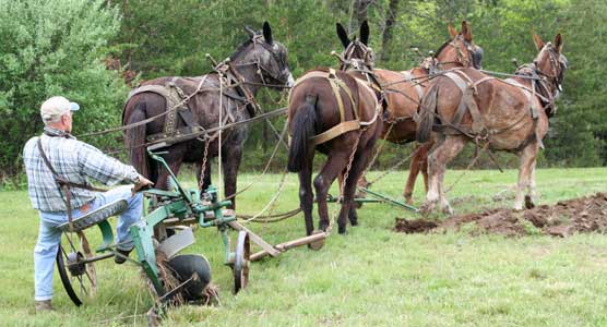 Man using mules to plow a field.