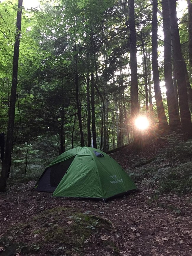 sunlight shines through the trees with a green tent set up below on the forest floor