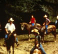 Horse 3 smaller