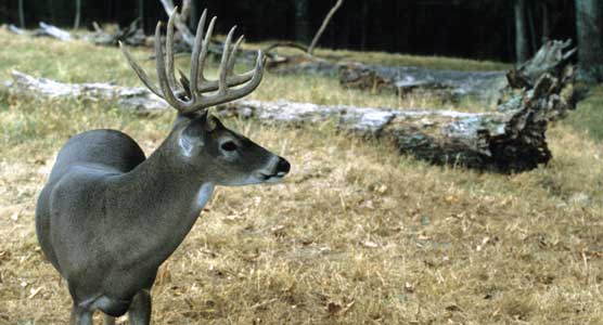 Whitetail deer abound within Big South Fork.