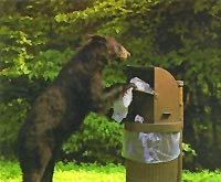 Bear getting food out of garbage can Bear getting food out of garbage can