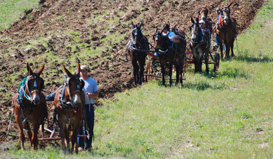 Teams of mules plowing