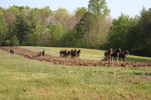 mule and horse teams plowing in field 