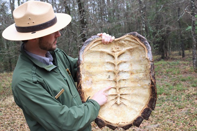 A ranger displays the interior of an alligator snapping turtle shell