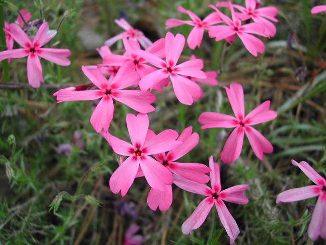 Texas trailing phlox, a plant found only in three counties, all in the Big Thicket area.