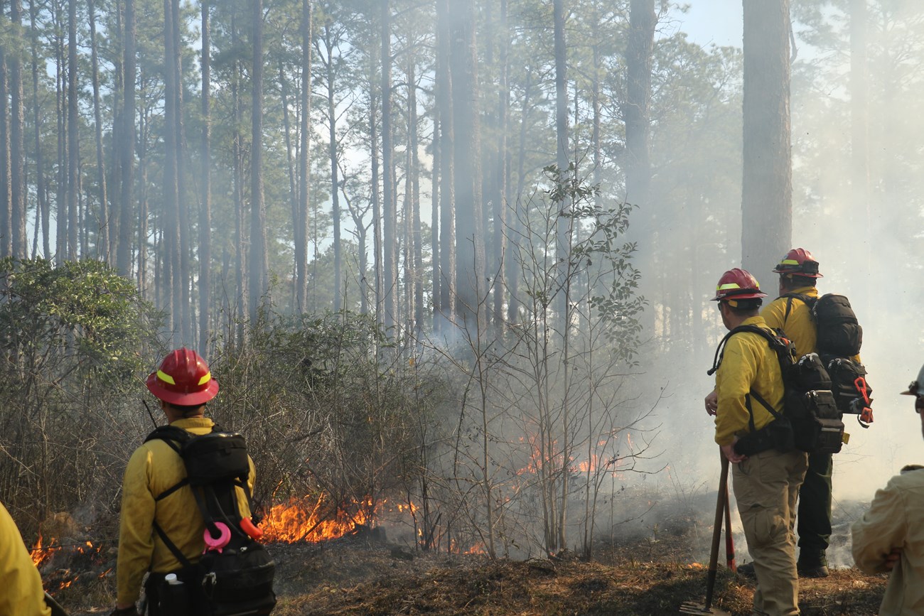 firefighters monitor a prescribed fire in a pine forest