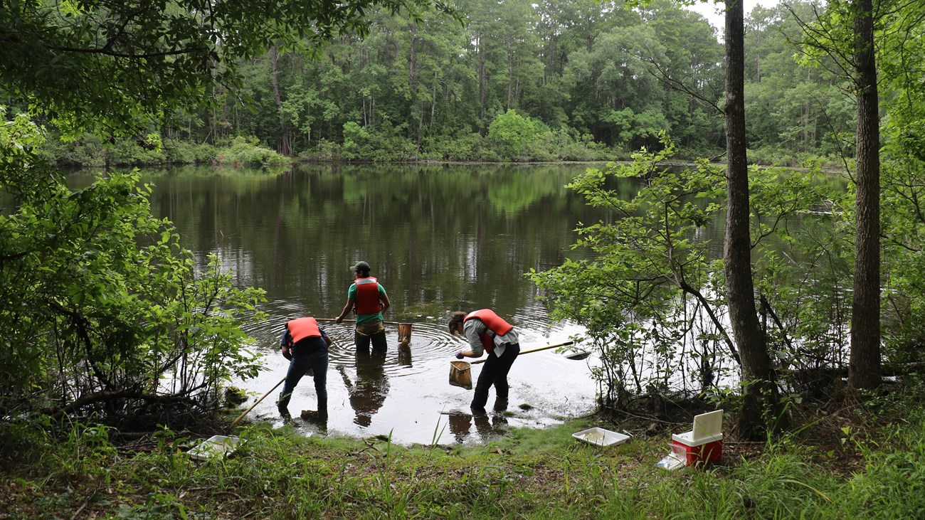 researchers in a pond using nets to catch insect larvae