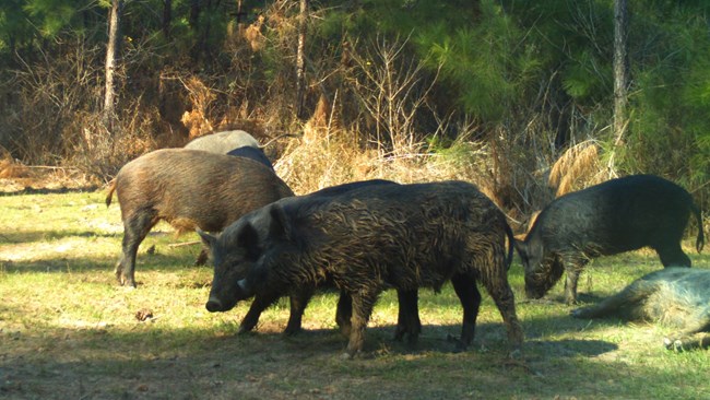 herd of feral hogs in the woods