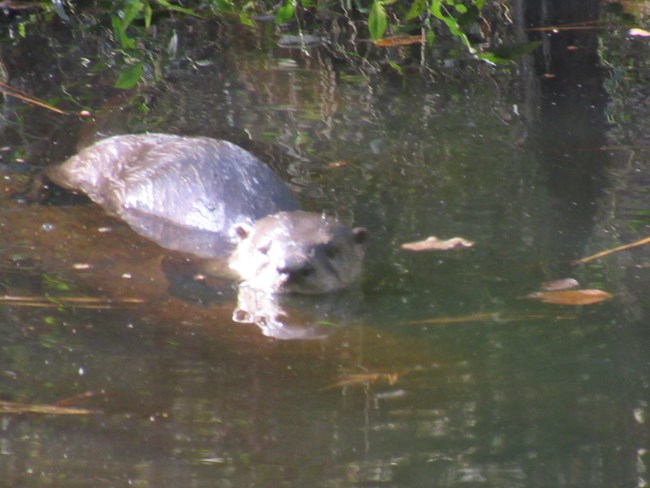 river otter swimming in a creek