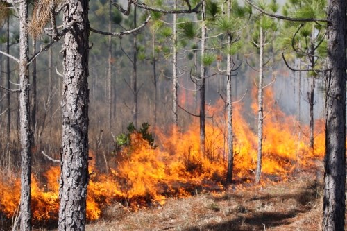 prescribed fire burning in pine forest