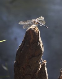 dragonfly resting on a cypress knee