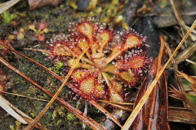 close up of a pink sundew plant