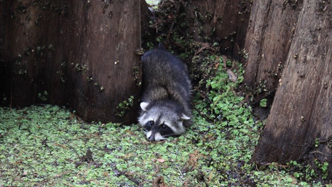 raccoon in a swamp at the base of some cypress trees