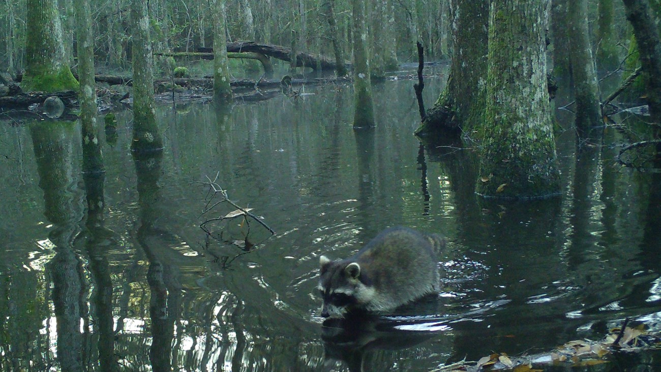raccoon in the water in a swamp