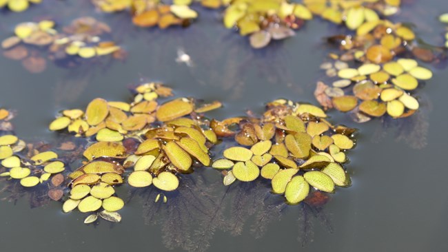 yellow plant floating on water