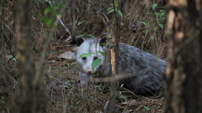 an opossum looking at the camera through the brush