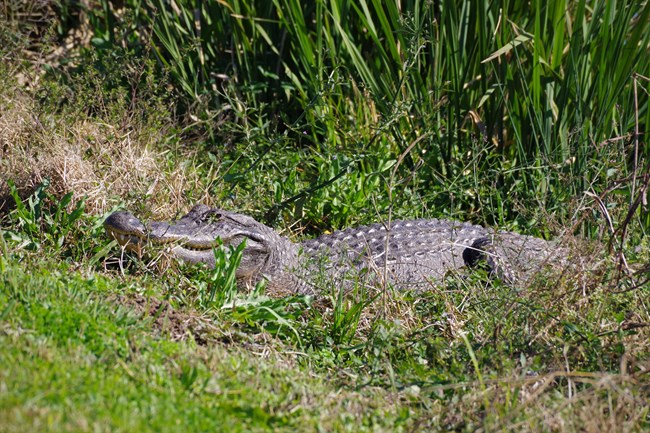 an alligator sunbathing in the grass