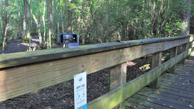 cell phone sitting in a custom photo bracket on a wooden bridge, facing a dry swamp in the forest